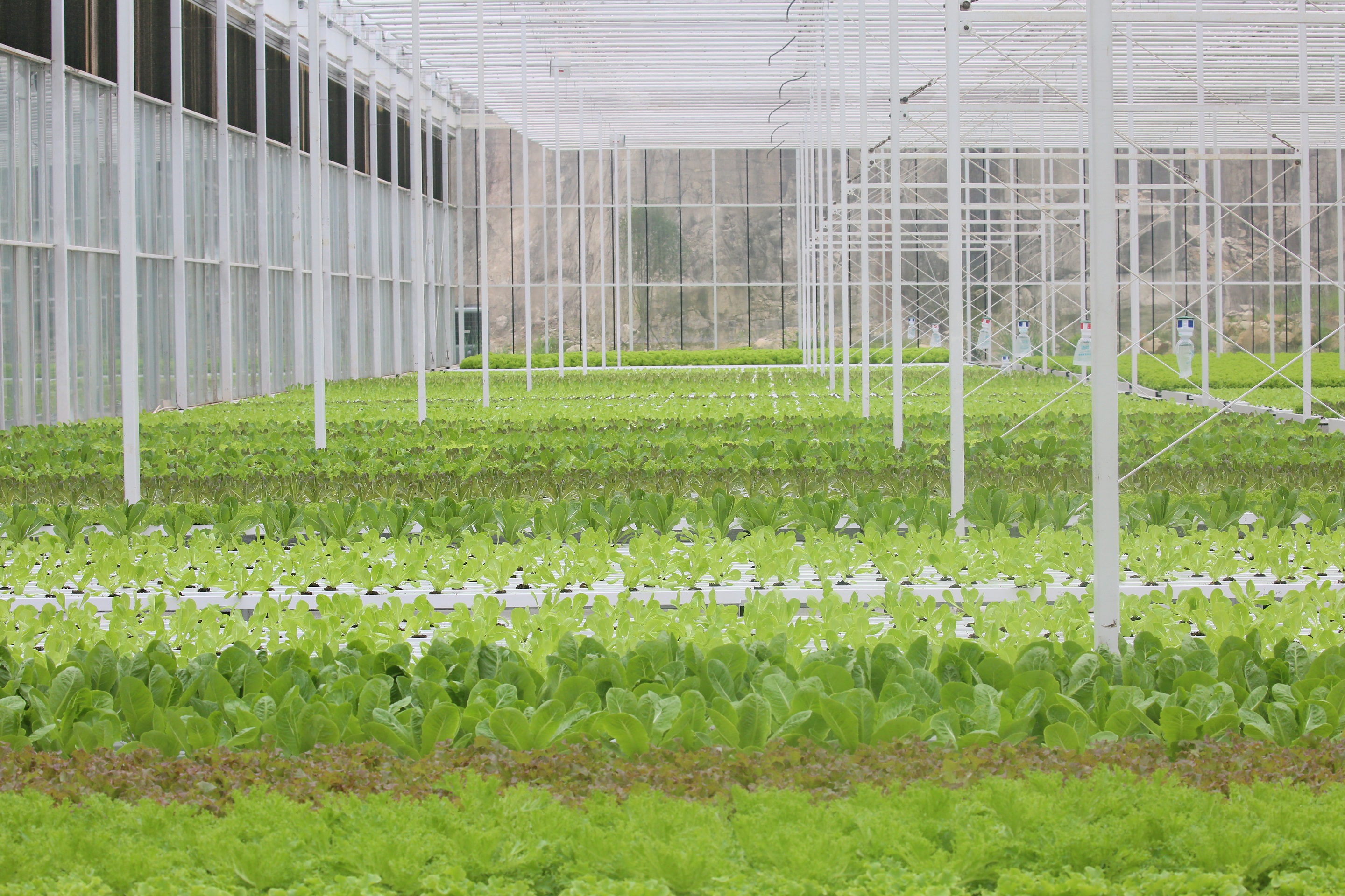 5b6d5e766937a.jpg 生菜区2缩小.jpg