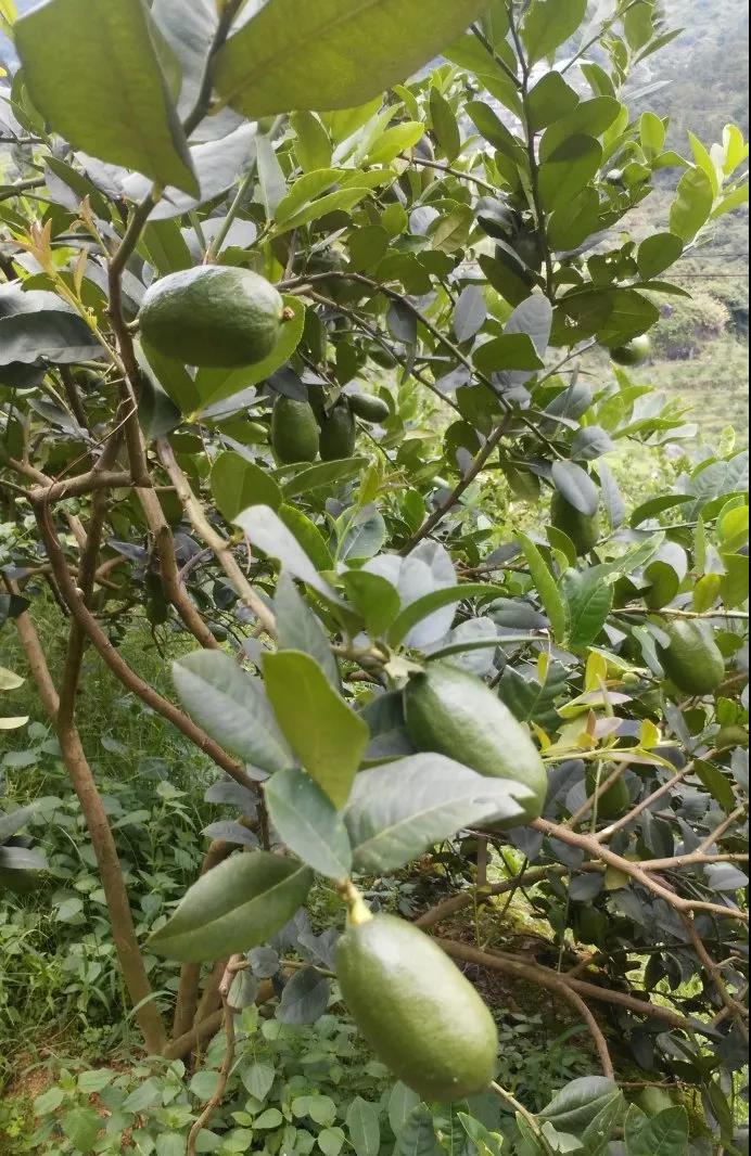 5b703be0482ac.jpg 微信图片_20180812215303.jpg